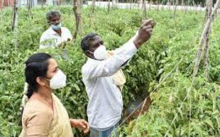 Crop survey:2023-24 ನೇ ಸಾಲಿನ ಮುಂಗಾರು ಹಂಗಾಮಿನ ಬೆಳೆಸಮೀಕ್ಷೆ ಆ್ಯಪ್ ಬಿಡುಗಡೆ