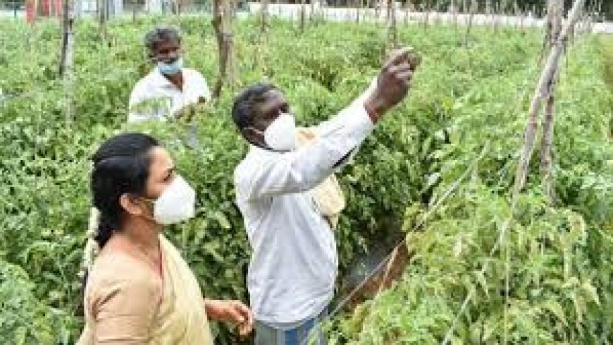 Crop survey:2023-24 ನೇ ಸಾಲಿನ ಮುಂಗಾರು ಹಂಗಾಮಿನ ಬೆಳೆಸಮೀಕ್ಷೆ ಆ್ಯಪ್ ಬಿಡುಗಡೆ