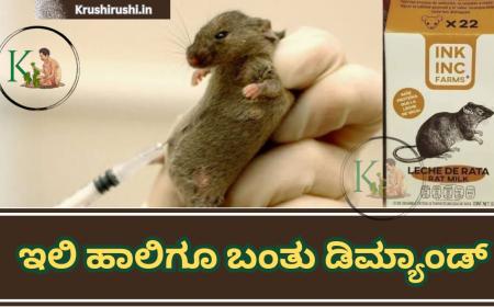 Rat milk-ಕತ್ತೆ ಹಾಲು ಆಯ್ತು, ಈಗ ಇಲಿ ಹಾಲಿಗೂ ಬಂತು ಡಿಮ್ಯಾಂಡ್