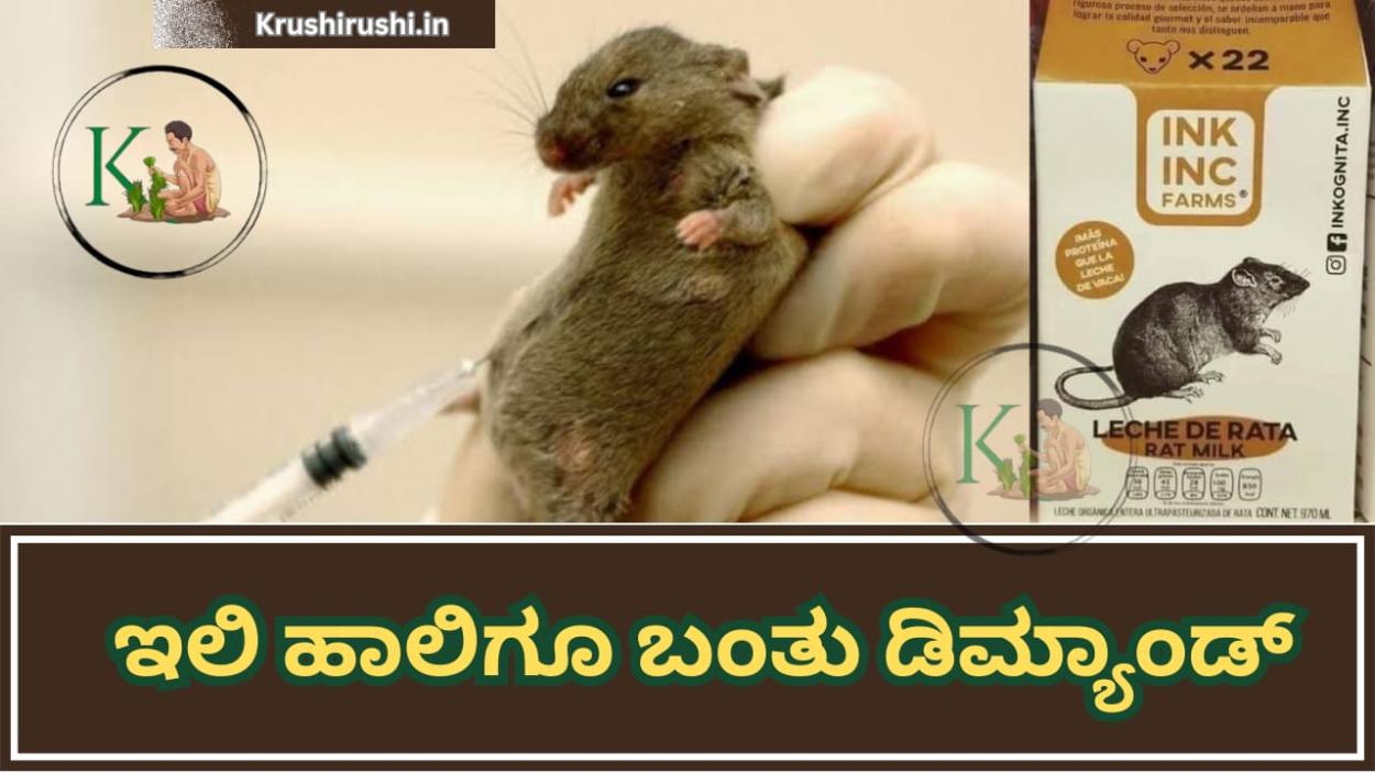 Rat milk-ಕತ್ತೆ ಹಾಲು ಆಯ್ತು, ಈಗ ಇಲಿ ಹಾಲಿಗೂ ಬಂತು ಡಿಮ್ಯಾಂಡ್