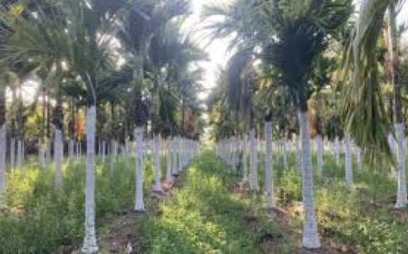 Drought affecting Arecanut-ಅಡಿಕೆಗೆ ಹೊದ ಮಾನ ಆನೆ ಕೊಟ್ಟರೂ ಬಾರದು,ಬರಗಾಲದಲ್ಲಿ ಅಡಿಕೆ ಬೆಳೆಗಾರರ ಕಥೆ ವ್ಯಥೆ,ಮುಂದೇನು ಅಡಿಕೆ ಭವಿಷ್ಯ?