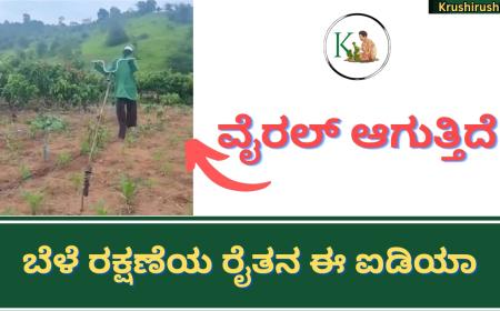 Viral video of Crop protection technic-ವೈರಲ್ ಆಗುತ್ತಿದೆ ಬೆಳೆ ರಕ್ಷಣೆಯ ರೈತನ ಈ ಐಡಿಯಾ