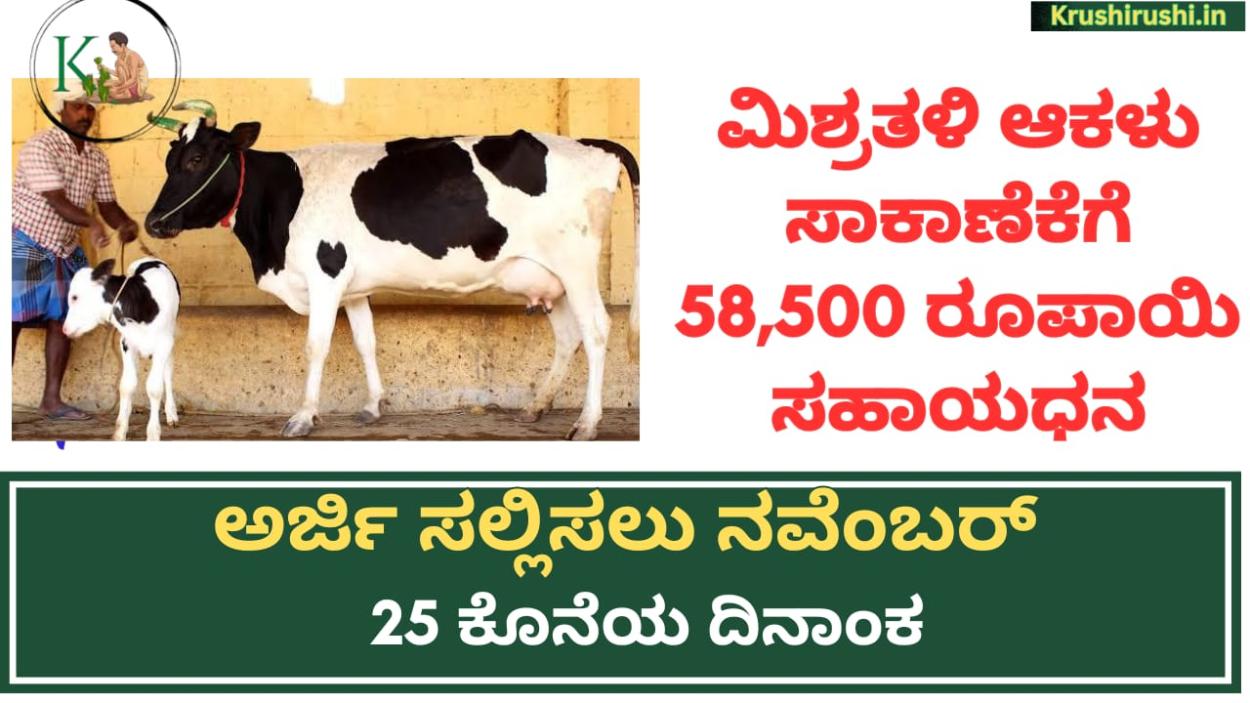 Subsidy for Mix breed cows-ಮಿಶ್ರತಳಿ ಆಕಳು ಸಾಕಾಣೆಕೆಗೆ 58,500 ರೂಪಾಯಿ ಸಹಾಯಧನ, ಅರ್ಜಿ ಸಲ್ಲಿಸಲು ನವೆಂಬರ್ 25 ಕೊನೆಯ ದಿನಾಂಕ