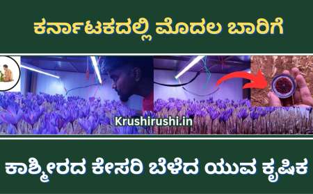 Saffron farming in Davanagere-ಕರ್ನಾಟಕದಲ್ಲಿ ಮೊದಲ ಬಾರಿಗೆ ಕಾಶ್ಮೀರದ ಕೇಸರಿ ಬೆಳೆದ ಯುವ ಕೃಷಿಕ