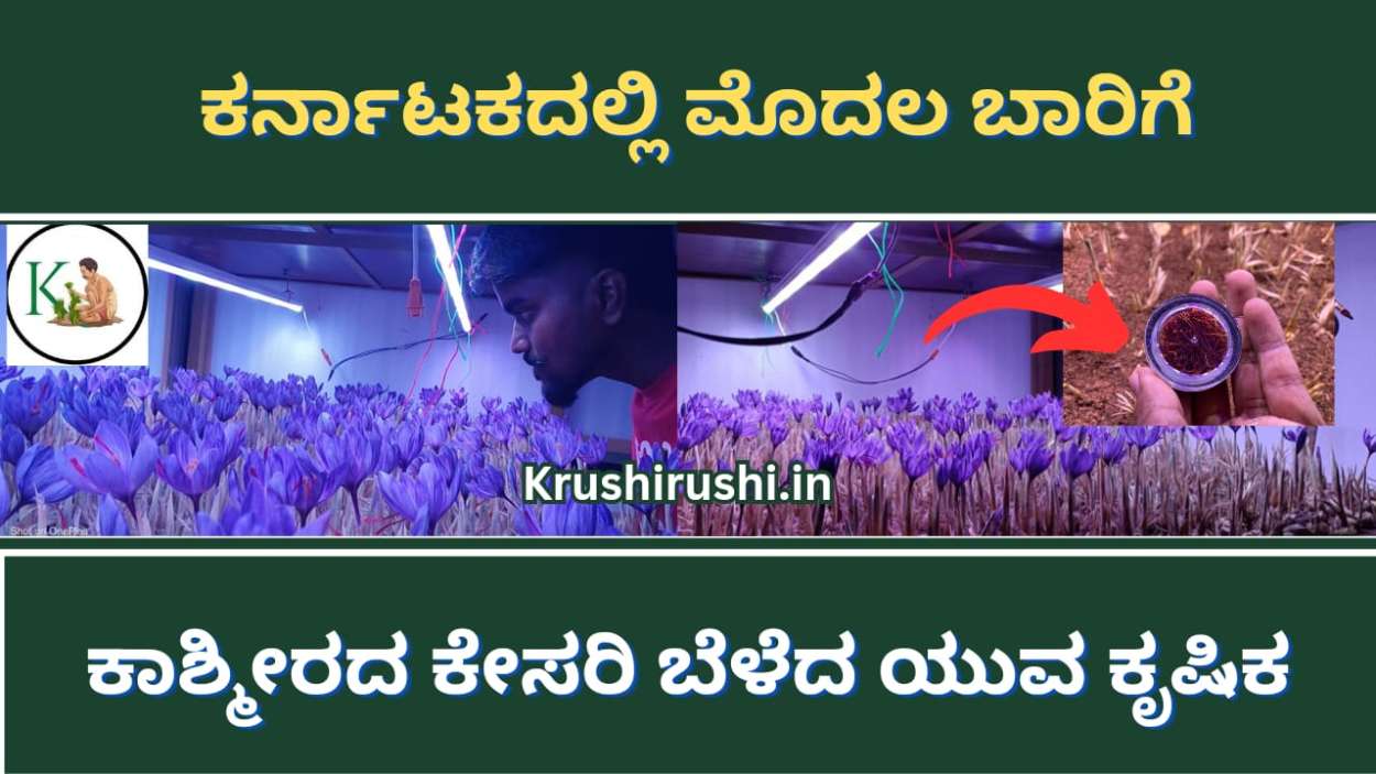 Saffron farming in Davanagere-ಕರ್ನಾಟಕದಲ್ಲಿ ಮೊದಲ ಬಾರಿಗೆ ಕಾಶ್ಮೀರದ ಕೇಸರಿ ಬೆಳೆದ ಯುವ ಕೃಷಿಕ