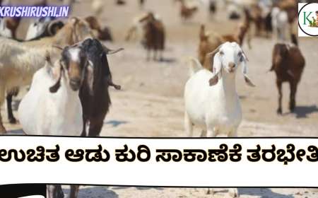 Free sheep and goat training-ಉಚಿತ ಊಟ ವಸತಿಯೊಂದಿಗ ಆಡು ಕುರಿ ಸಾಕಾಣೆಕೆ ತರಭೇತಿ