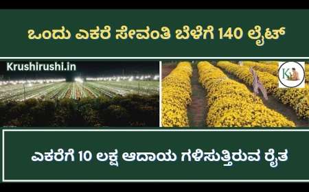 Chrysanthemum crop under light-ಒಂದು ಎಕರೆ ಸೇವಂತಿ ಬೆಳೆಗೆ 140 ಲೈಟ್|ಎಕರೆಗೆ 10 ಲಕ್ಷ ಆದಾಯ ಗಳಿಸುತ್ತಿರುವ ರೈತ