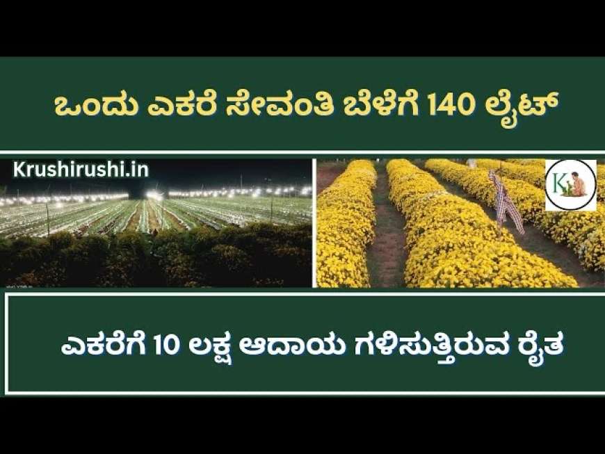 Chrysanthemum crop under light-ಒಂದು ಎಕರೆ ಸೇವಂತಿ ಬೆಳೆಗೆ 140 ಲೈಟ್|ಎಕರೆಗೆ 10 ಲಕ್ಷ ಆದಾಯ ಗಳಿಸುತ್ತಿರುವ ರೈತ