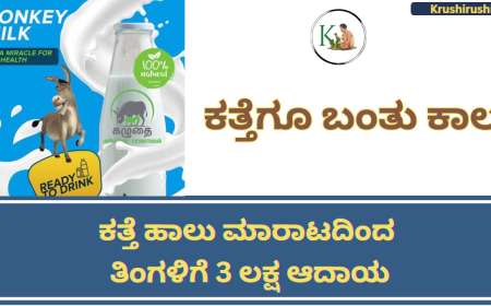 Donkey milk-ಕತ್ತೆಗೂ ಬಂತು ಕಾಲ,ಕತ್ತೆ ಹಾಲು ಮಾರಾಟದಿಂದ ತಿಂಗಳಿಗೆ 3 ಲಕ್ಷ ಆದಾಯ