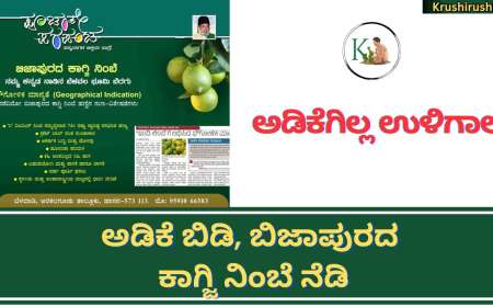 Lemon plantation-ಅಡಿಕೆಗಿಲ್ಲಾ ಉಳಿಗಾಲ,ಅಡಿಕೆ ಬಿಡಿ, ಬಿಜಾಪುರದ ಕಾಗ್ಜಿ ನಿಂಬೆ ನೆಡಿ