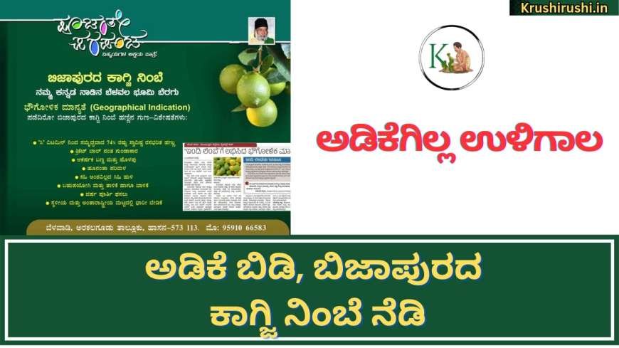 Lemon plantation-ಅಡಿಕೆಗಿಲ್ಲಾ ಉಳಿಗಾಲ,ಅಡಿಕೆ ಬಿಡಿ, ಬಿಜಾಪುರದ ಕಾಗ್ಜಿ ನಿಂಬೆ ನೆಡಿ