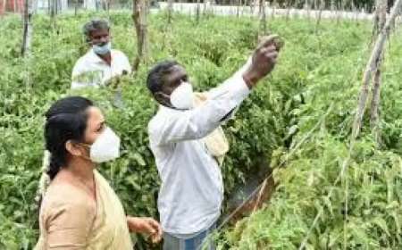 Crop survey 2024-25:ಬೆಳೆ ಸಮೀಕ್ಷೆ ಮಾಡದಿದ್ದರೆ ಬೆಳೆವಿಮೆ,ಬೆಳೆಹಾನಿ ಪರಿಹಾರ ಸಿಗಲ್ಲ,ನಿಮ್ಮ ಮೊಬೈಲ್ ನಲ್ಲೇ ಹೀಗೆ ಮಾಡಿ ಬೆಳೆ ಸಮೀಕ್ಷೆ