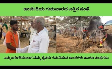 Haveri cattle market-ಹಾವೇರಿಯ ಗುರುವಾರದ ಎತ್ತಿನ ಸಂತೆ॥ ಎತ್ತು ಖರೀದಿಸುವಾಗ ನಮ್ಮ ರೈತರು ಗಮನಿಸುವ ಅಂಶಗಳು ಹಾಗೂ ತಂತ್ರಗಳು