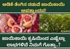 ಅಡಿಕೆ-ತೆಂಗಿನ ನಡುವೆ ಜಾಯಿಕಾಯಿ ಆಪತ್ಭಾಂದವ! ಜಾಯಿಕಾಯಿ ಕೃಷಿಯಿಂದ ಎಷ್ಟೆಲ್ಲಾ ಲಾಭಗಳಿವೆ ನಿಮಗೆ ಗೊತ್ತಾ..?-adike jayikai