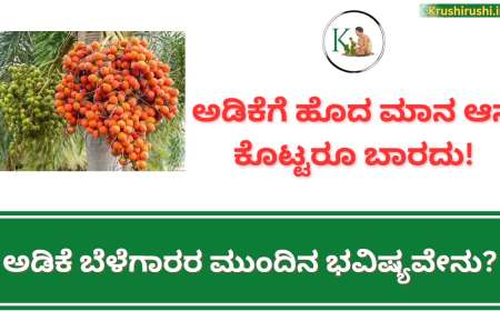 Adike rate-ಅಡಿಕೆಗೆ ಹೊದ ಮಾನ ಆನೆ ಕೊಟ್ಟರೂ ಬಾರದು,ಅಡಿಕೆ ಬೆಳೆಗಾರರ ಮುಂದಿನ ಭವಿಷ್ಯವೇನು?-Arecanut plantation