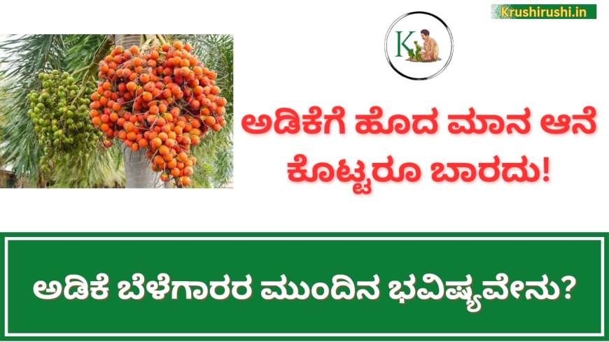 Adike rate-ಅಡಿಕೆಗೆ ಹೊದ ಮಾನ ಆನೆ ಕೊಟ್ಟರೂ ಬಾರದು,ಅಡಿಕೆ ಬೆಳೆಗಾರರ ಮುಂದಿನ ಭವಿಷ್ಯವೇನು?-Arecanut plantation