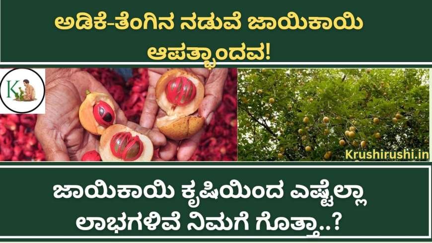 ಅಡಿಕೆ-ತೆಂಗಿನ ನಡುವೆ ಜಾಯಿಕಾಯಿ ಆಪತ್ಭಾಂದವ! ಜಾಯಿಕಾಯಿ ಕೃಷಿಯಿಂದ ಎಷ್ಟೆಲ್ಲಾ ಲಾಭಗಳಿವೆ ನಿಮಗೆ ಗೊತ್ತಾ..?-adike jayikai