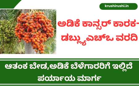 Cancer content in arecanut-ಅಡಿಕೆ ಕಾನ್ಸರ್ ಕಾರಕ-ಡಬ್ಲ್ಯುಎಚ್ಒ ವರದಿ,ಆತಂಕ ಬೇಡ,ಅಡಿಕೆ ಬೆಳೆಗಾರರಿಗೆ ಇಲ್ಲಿದೆ ಪರ್ಯಾಯ ಮಾರ್ಗ