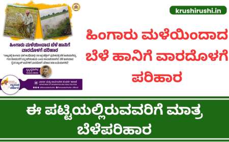 ಹಿಂಗಾರು ಮಳೆಯಿಂದಾದ ಬೆಳೆ ಹಾನಿಗೆ ವಾರದೊಳಗೆ ಪರಿಹಾರ, ಈ ಪಟ್ಟಿಯಲ್ಲಿರುವವರಿಗೆ ಮಾತ್ರ ಬೆಳೆಪರಿಹಾರ-Bele parihara list