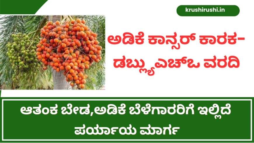 Cancer content in arecanut-ಅಡಿಕೆ ಕಾನ್ಸರ್ ಕಾರಕ-ಡಬ್ಲ್ಯುಎಚ್ಒ ವರದಿ,ಆತಂಕ ಬೇಡ,ಅಡಿಕೆ ಬೆಳೆಗಾರರಿಗೆ ಇಲ್ಲಿದೆ ಪರ್ಯಾಯ ಮಾರ್ಗ