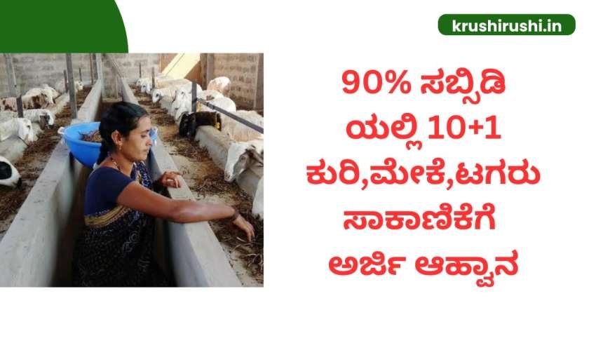 Kuri sakanike-90% ಸಬ್ಸಿಡಿಯಲ್ಲಿ 10+1 ಕುರಿ,ಮೇಕೆ,ಟಗರು ಸಾಕಾಣಿಕೆಗೆ ಅರ್ಜಿ ಆಹ್ವಾನ