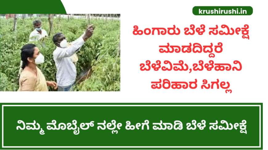 Rabi crop survey-ಹಿಂಗಾರು ಬೆಳೆ ಸಮೀಕ್ಷೆ ಮಾಡದಿದ್ದರೆ ಬೆಳೆವಿಮೆ,ಬೆಳೆಹಾನಿ ಪರಿಹಾರ ಸಿಗಲ್ಲ,ನಿಮ್ಮ ಮೊಬೈಲ್ ನಲ್ಲೇ ಹೀಗೆ ಮಾಡಿ ಬೆಳೆ ಸಮೀಕ್ಷೆ