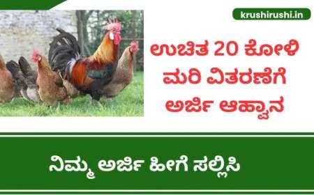 Koli sakanike-ಉಚಿತ 20 ಕೋಳಿ ಮರಿ ವಿತರಣೆಗೆ ಅರ್ಜಿ ಆಹ್ವಾನ, ನಿಮ್ಮ ಅರ್ಜಿ ಹೀಗೆ ಸಲ್ಲಿಸಿ