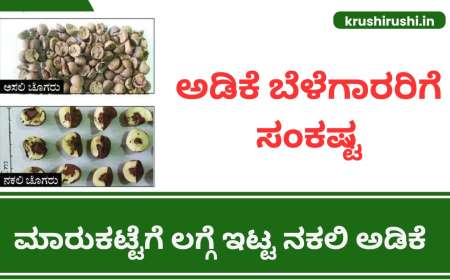 Duplicate Arecanut-ಅಡಿಕೆ ಬೆಳೆಗಾರರಿಗೆ ಸಂಕಷ್ಟ,ಮಾರುಕಟ್ಟೆಗೆ ಲಗ್ಗೆ ಇಟ್ಟ ನಕಲಿ ಅಡಿಕೆ