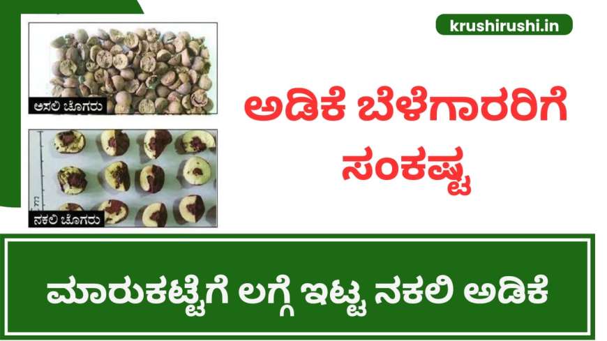 Duplicate Arecanut-ಅಡಿಕೆ ಬೆಳೆಗಾರರಿಗೆ ಸಂಕಷ್ಟ,ಮಾರುಕಟ್ಟೆಗೆ ಲಗ್ಗೆ ಇಟ್ಟ ನಕಲಿ ಅಡಿಕೆ