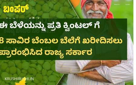 Bembala bele-ಈ ಬೆಳೆಯನ್ನು ಪ್ರತಿ ಕ್ವಿಂಟಲ್ ಗೆ 8 ಸಾವಿರ ರೂಪಾಯಿ ಬೆಂಬಲ ಬೆಲೆಗೆ ಖರೀದಿಸಲು ಪ್ರಾರಂಭಿಸಿದ ರಾಜ್ಯ ಸರ್ಕಾರ