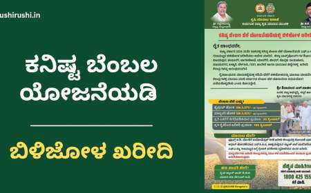 MSP for bilijola-ಕನಿಷ್ಟ ಬೆಂಬಲ ಯೋಜನೆಯಡಿ ಬಿಳಿಜೋಳ ಖರೀದಿ,ಮಾರಾಟ,ಹಣ ಪಾವತಿಯ ಸಂಪೂರ್ಣ ಮಾಹಿತಿ