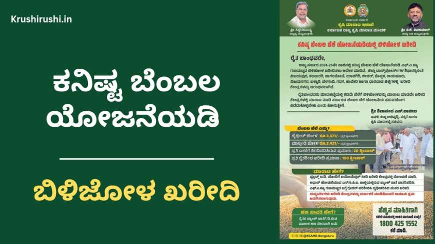 MSP for bilijola-ಕನಿಷ್ಟ ಬೆಂಬಲ ಯೋಜನೆಯಡಿ ಬಿಳಿಜೋಳ ಖರೀದಿ,ಮಾರಾಟ,ಹಣ ಪಾವತಿಯ ಸಂಪೂರ್ಣ ಮಾಹಿತಿ