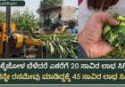 Silage business-ಮೆಕ್ಕೆಜೋಳ ಬೆಳೆಗೆ ಎಕರೆಗೆ 20,೦೦೦ ಲಾಭ ಸಿಗ್ತಿತ್ತು,ಅದನ್ನೇ ರಸಮೇವು ಮಾಡಿದ್ದಕ್ಕೆ 45 ಸಾವಿರ ಲಾಭ ಸಿಗ್ತಿದೆ