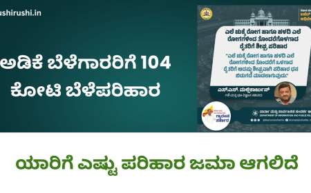 Arecanut bele parihara-ಅಡಿಕೆ ಬೆಳೆಗಾರರಿಗೆ 104 ಕೋಟಿ ಬೆಳೆಪರಿಹಾರ, ಯಾರಿಗೆ ಎಷ್ಟು ಪರಿಹಾರ ಜಮಾ ಆಗಲಿದೆ