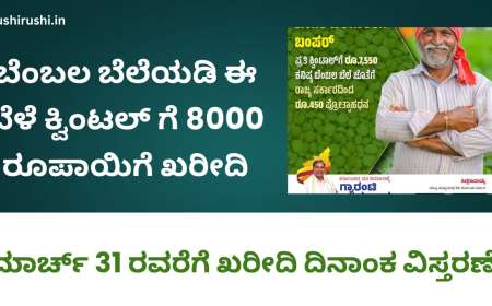 Bembala bele-ಬೆಂಬಲ ಬೆಲೆಯಡಿ ಈ ಬೆಳೆ ಕ್ವಿಂಟಲ್ ಗೆ 8000 ರೂಪಾಯಿಗೆ ಖರೀದಿ,ಮಾರ್ಚ್ 31ರವರೆಗೆ ನೆೊಂದಣೆಗೆ ಅವಕಾಶ