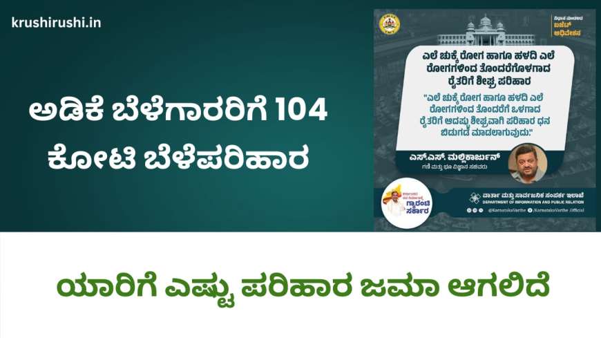 Arecanut bele parihara-ಅಡಿಕೆ ಬೆಳೆಗಾರರಿಗೆ 104 ಕೋಟಿ ಬೆಳೆಪರಿಹಾರ, ಯಾರಿಗೆ ಎಷ್ಟು ಪರಿಹಾರ ಜಮಾ ಆಗಲಿದೆ