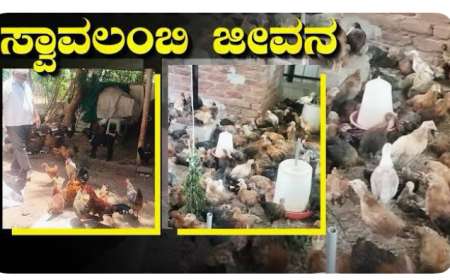 Poultry farming-85 ರ ವಯಸ್ಸಿನಲ್ಲೂ ಕೋಳಿ ಸಾಕಾಣಿಕೆಯಿಂದ ಪ್ರತಿದಿನ ಸಾವಿರ ರೂಪಾಯಿ ದುಡಿಯುತ್ತಿರುವ ನಿಂಗಮ್ಮ