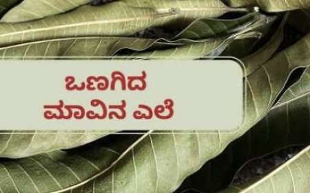 Dried mango leaves-ಒಣಗಿದ ಮಾವು,ಪೇರಲ,ಹಲಸಿನ ಎಲೆಗಳಿಗೆ ಭರ್ಜರಿ ಬೇಡಿಕೆ,ಒಂದು ಪ್ಯಾಕೆಟ್ ಗೆ 500 ರೂಪಾಯಿ