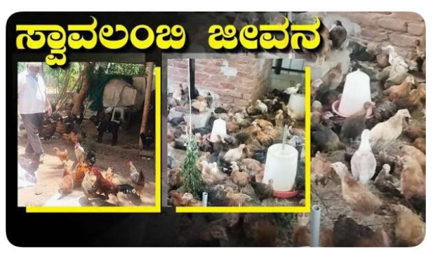 Poultry farming-85 ರ ವಯಸ್ಸಿನಲ್ಲೂ ಕೋಳಿ ಸಾಕಾಣಿಕೆಯಿಂದ ಪ್ರತಿದಿನ ಸಾವಿರ ರೂಪಾಯಿ ದುಡಿಯುತ್ತಿರುವ ನಿಂಗಮ್ಮ