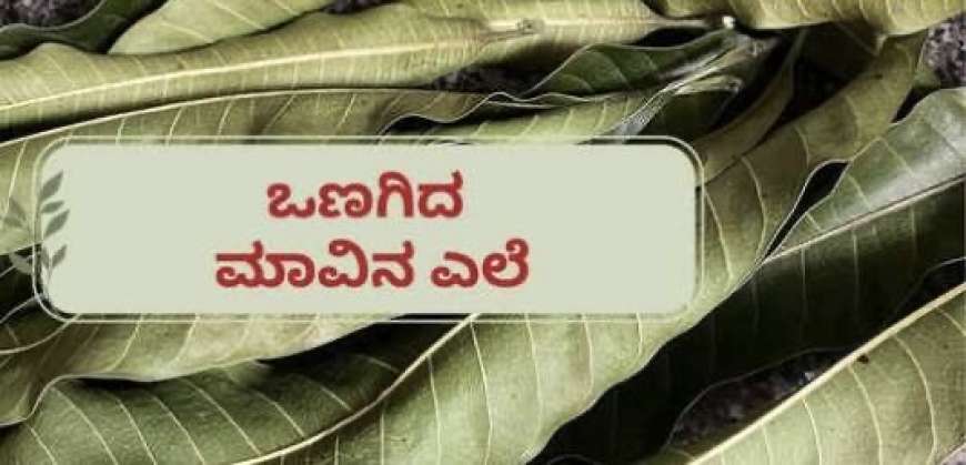 Dried mango leaves-ಒಣಗಿದ ಮಾವು,ಪೇರಲ,ಹಲಸಿನ ಎಲೆಗಳಿಗೆ ಭರ್ಜರಿ ಬೇಡಿಕೆ,ಒಂದು ಪ್ಯಾಕೆಟ್ ಗೆ 500 ರೂಪಾಯಿ