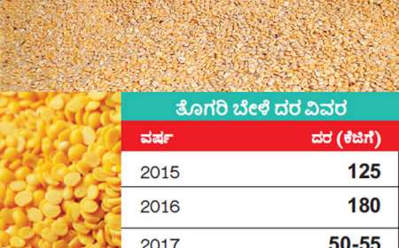 Tur dal rate-ತೊಗರಿ ಬೆಳೆ ಬೆಲೆಯಲ್ಲಿ ಬಾರಿ ಇಳಿಕೆ,ಗ್ರಾಹಕರು ಫುಲ್ ಖುಷ್,ರೈತರಿಗೆ ಕೊಂಚ ನಿರಾಸೆ!