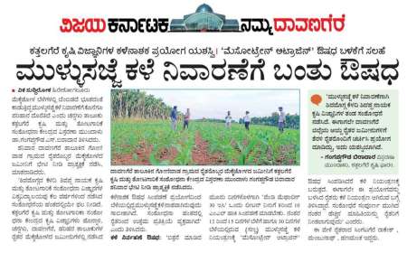 Mullu sajje-ಮುಳ್ಳುಸಜ್ಜೆ ಕಳೆ ನಿವಾರಣೆಗೆ ಬಂತು ಕಳೆನಾಶಕ ಔಷಧಿ