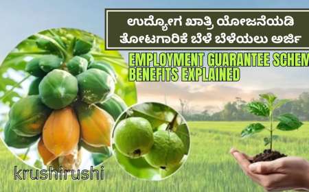 ಸಣ್ಣ, ಅತೀ ಸಣ್ಣ ರೈತರಿಗೆ ಗುಡ್ ನ್ಯೂಸ್: ಉದ್ಯೋಗ ಖಾತ್ರಿ ಯೋಜನೆಯಡಿ ತೋಟಗಾರಿಕೆ ಬೆಳೆ ಬೆಳೆಯಲು ಅರ್ಜಿ