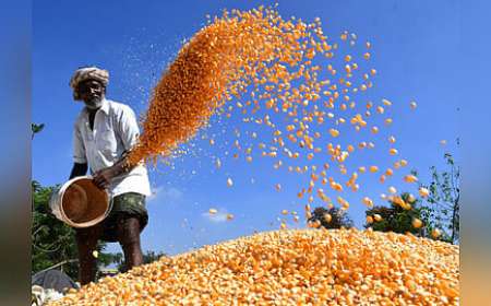 Maize MSP-ರೈತರಿಗೆ ಸಿಹಿಸುದ್ದಿ ನೀಡಿದ ರಾಜ್ಯ ಸರ್ಕಾರ.MSP ದರದಲ್ಲಿ ಮೆಕ್ಕೆಜೋಳ ಖರೀದಿ