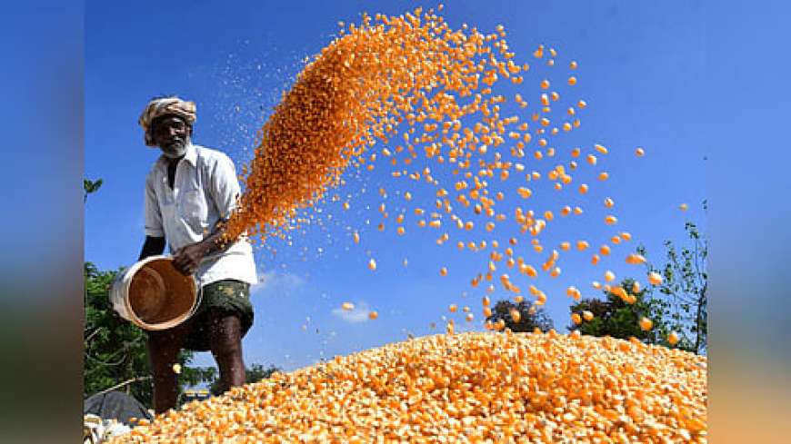 Maize MSP-ರೈತರಿಗೆ ಸಿಹಿಸುದ್ದಿ ನೀಡಿದ ರಾಜ್ಯ ಸರ್ಕಾರ.MSP ದರದಲ್ಲಿ ಮೆಕ್ಕೆಜೋಳ ಖರೀದಿ