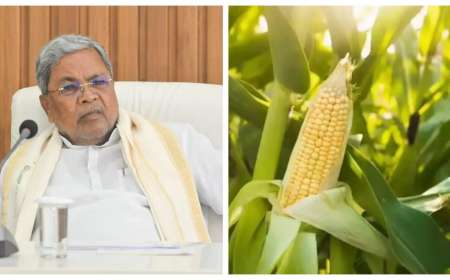 ಮೆಕ್ಕೆಜೋಳ ಬೆಳೆಗಾರರಿಗೆ ಸಿಹಿ ಸುದ್ದಿ; ನೇರ ಖರೀದಿಗೆ ಆದೇಶ ನೀಡಿದ ಸರ್ಕಾರ; ಕ್ವಿಂಟಾಲ್‌ಗೆ ದರ ಎಷ್ಟು?