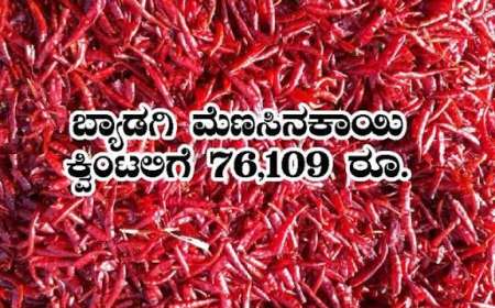 ಕ್ವಿಂಟಾಲ್ ಗೆ 71 ಸಾವಿರ ರೂ. ಗಡಿ ದಾಟಿದ ಕೆಂಪು ಮೆಣಸಿನಕಾಯಿ ದರ