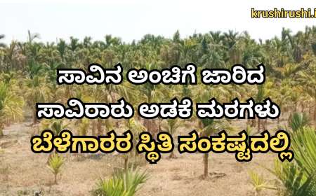 Arecanut-ಸಾವಿನ ಅಂಚಿಗೆ ಜಾರಿದ ಸಾವಿರಾರು ಅಡಕೆ ಮರಗಳು; ಬೆಳೆಗಾರರ ಸ್ಥಿತಿ ಸಂಕಷ್ಟದಲ್ಲಿ