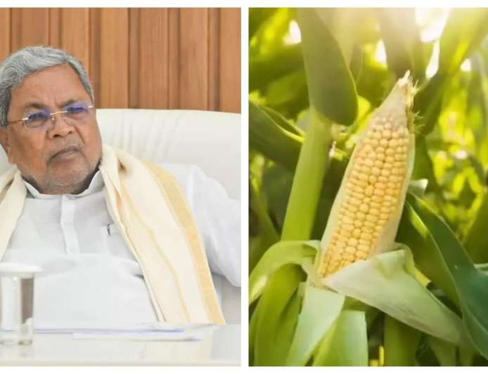 ಮೆಕ್ಕೆಜೋಳ ಬೆಳೆಗಾರರಿಗೆ ಸಿಹಿ ಸುದ್ದಿ; ನೇರ ಖರೀದಿಗೆ ಆದೇಶ ನೀಡಿದ ಸರ್ಕಾರ; ಕ್ವಿಂಟಾಲ್‌ಗೆ ದರ ಎಷ್ಟು?