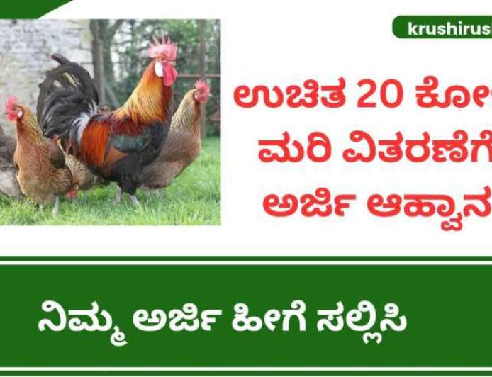 Koli sakanike-ಉಚಿತ 20 ಕೋಳಿ ಮರಿ ವಿತರಣೆಗೆ ಅರ್ಜಿ ಆಹ್ವಾನ, ನಿಮ್ಮ ಅರ್ಜಿ ಹೀಗೆ ಸಲ್ಲಿಸಿ